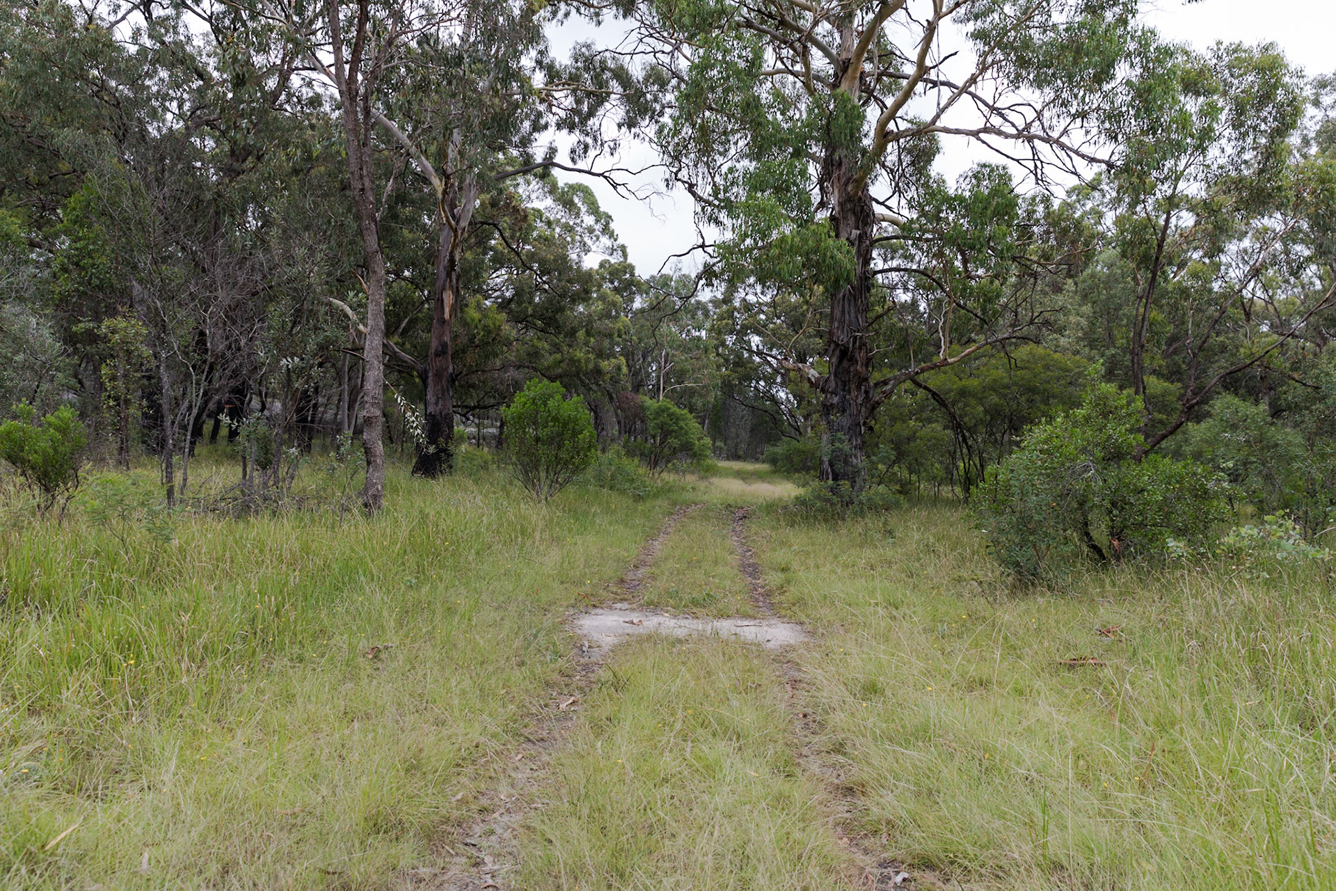 Fire trail, Girraween National Park