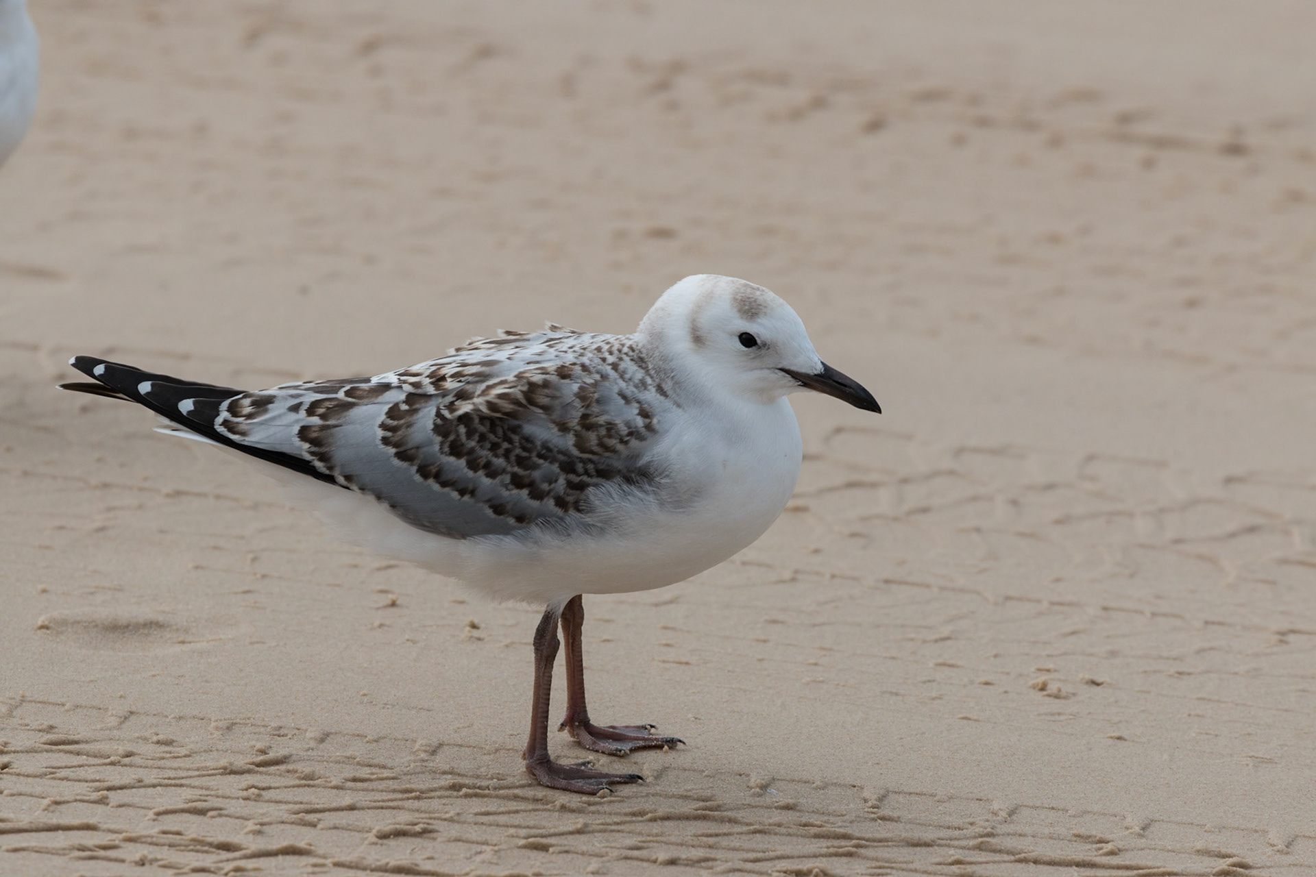 Silver Gull