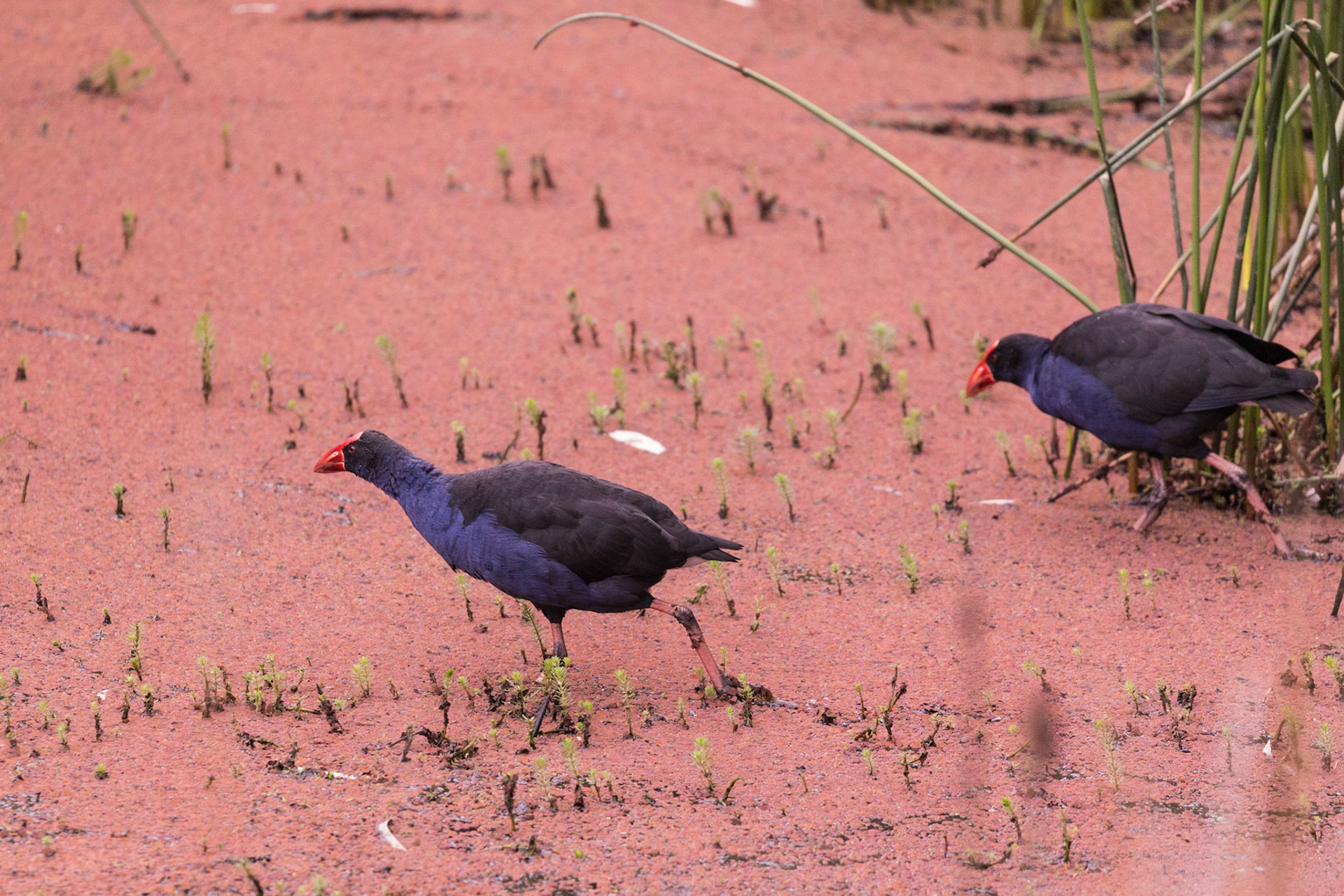 Purple Swamphen