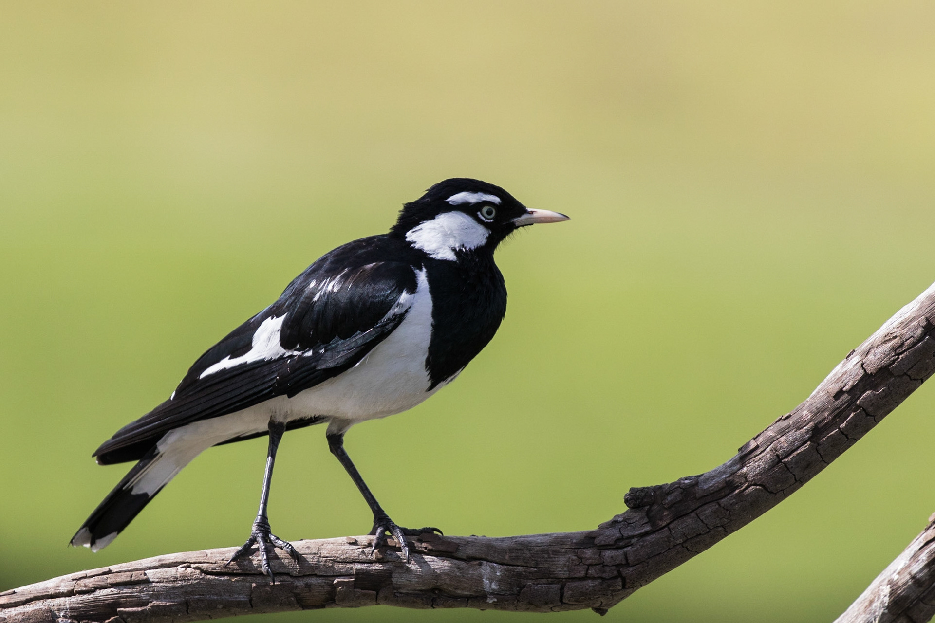 Magpie Lark