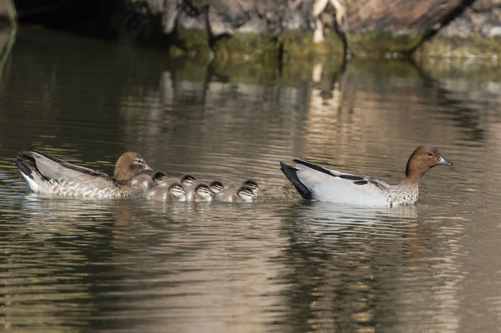 Australian Wood Duck