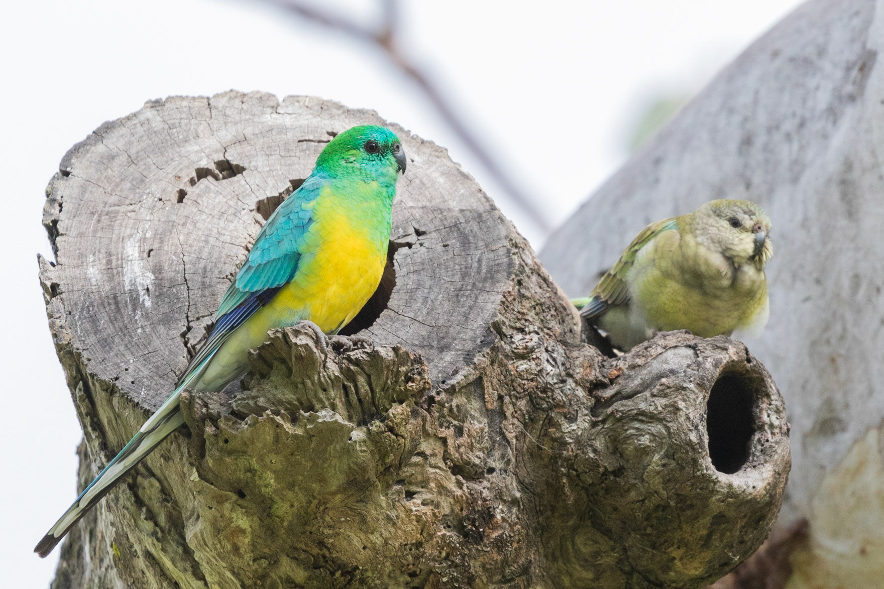 Red-rumped Parrot