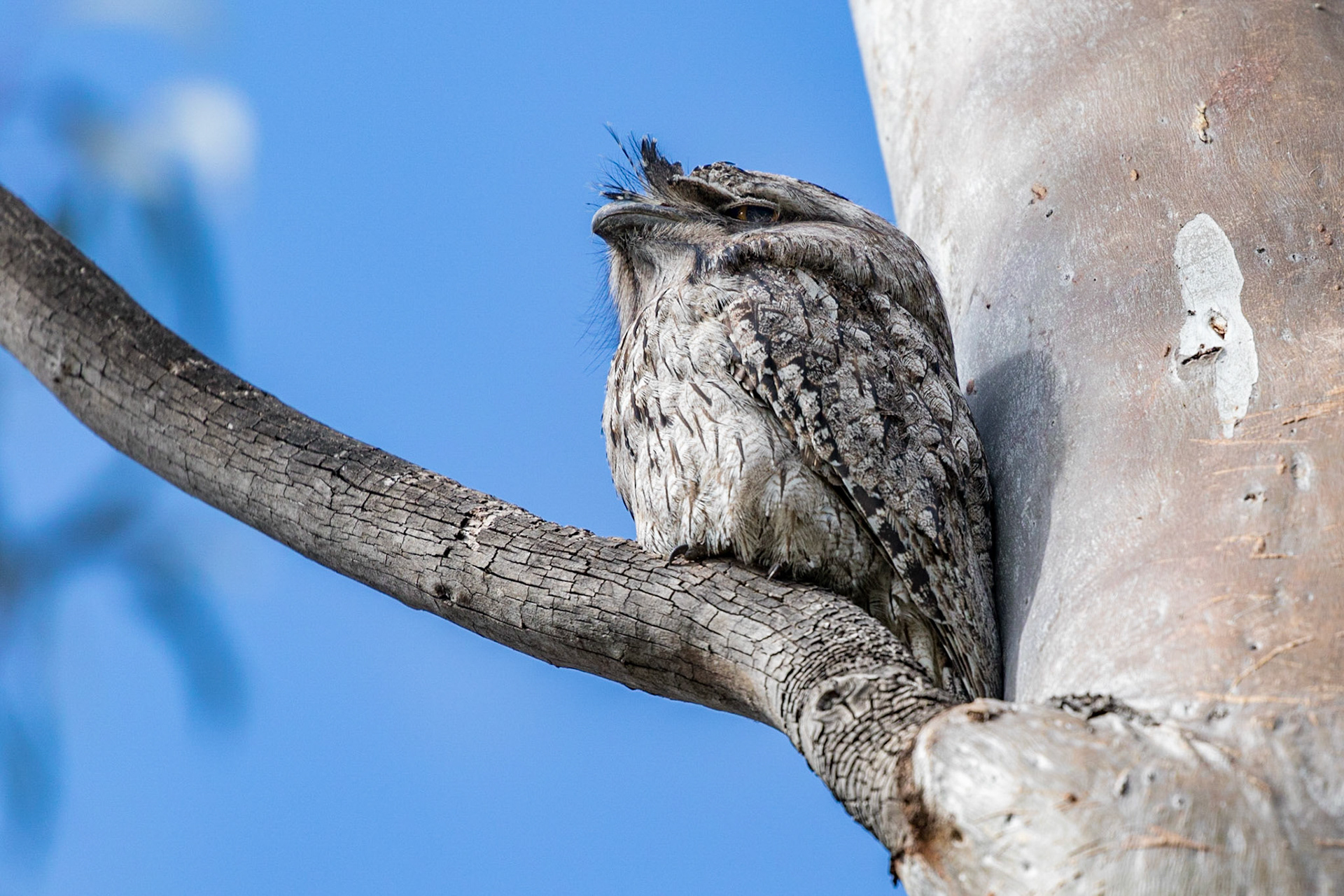 Tawny Frogmouth