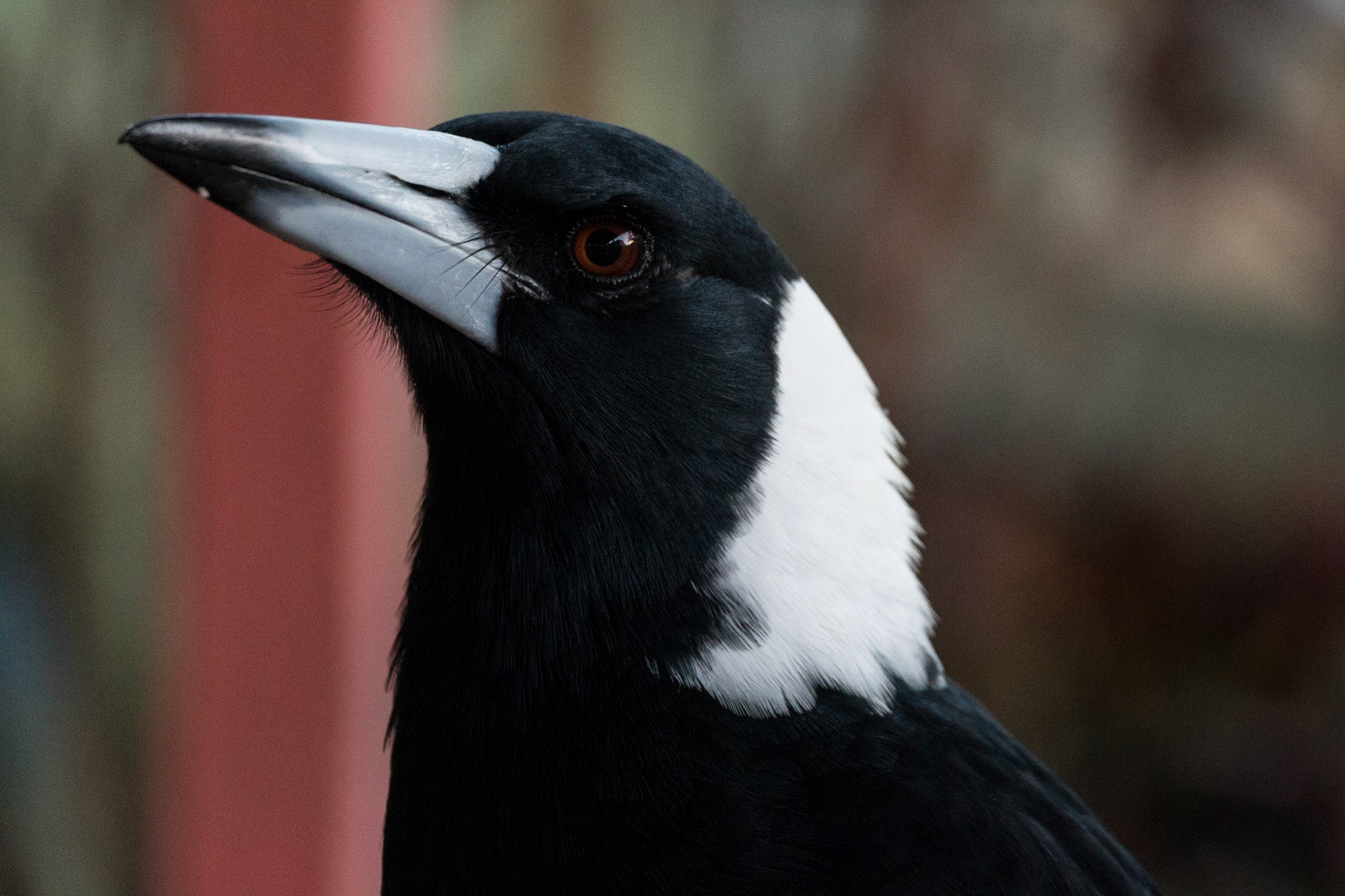 Australian Magpie