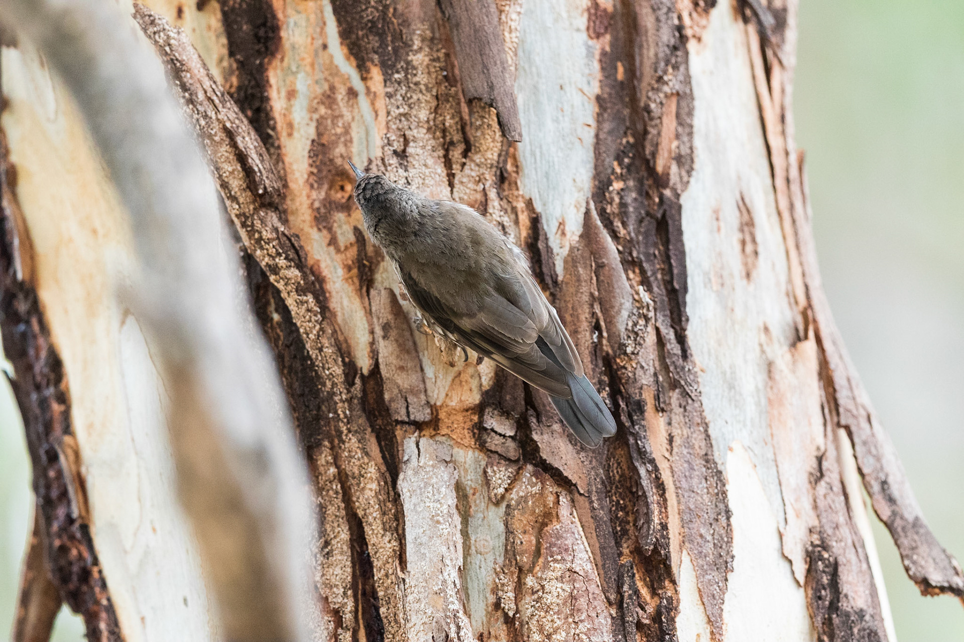 White-Throated Treecreeper