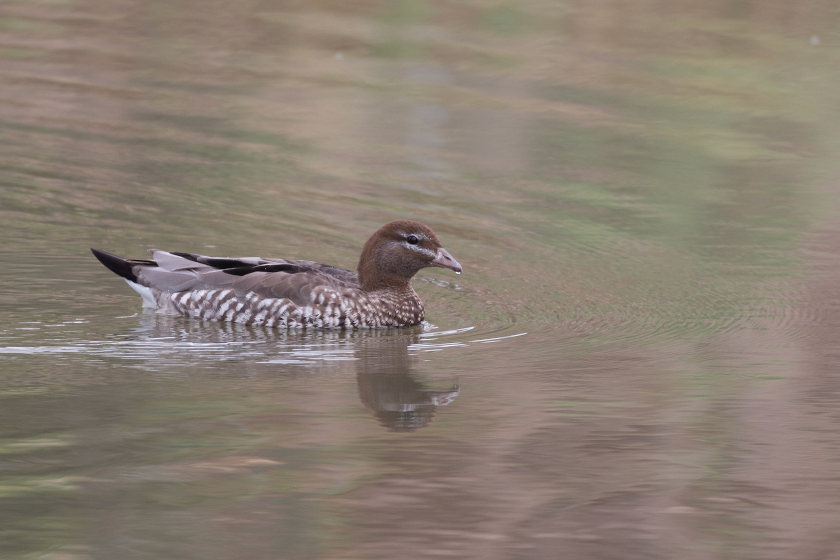 Australian Wood Duck