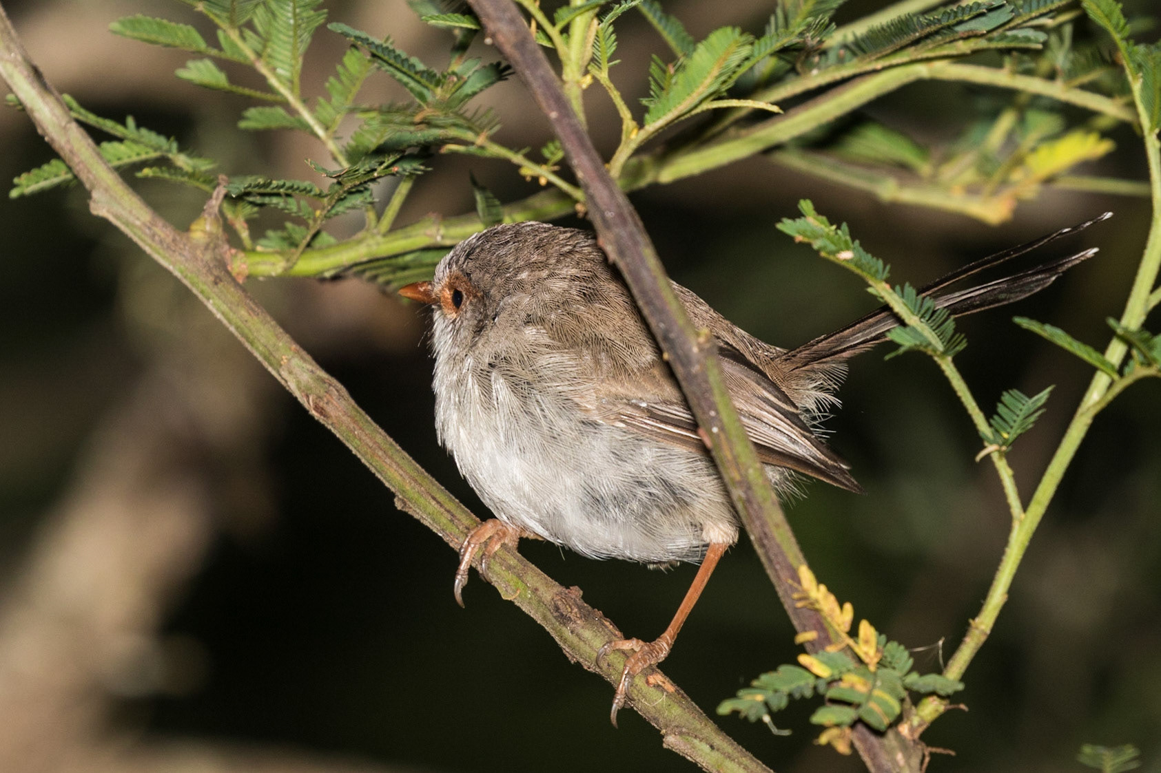 Superb Fairy-wren