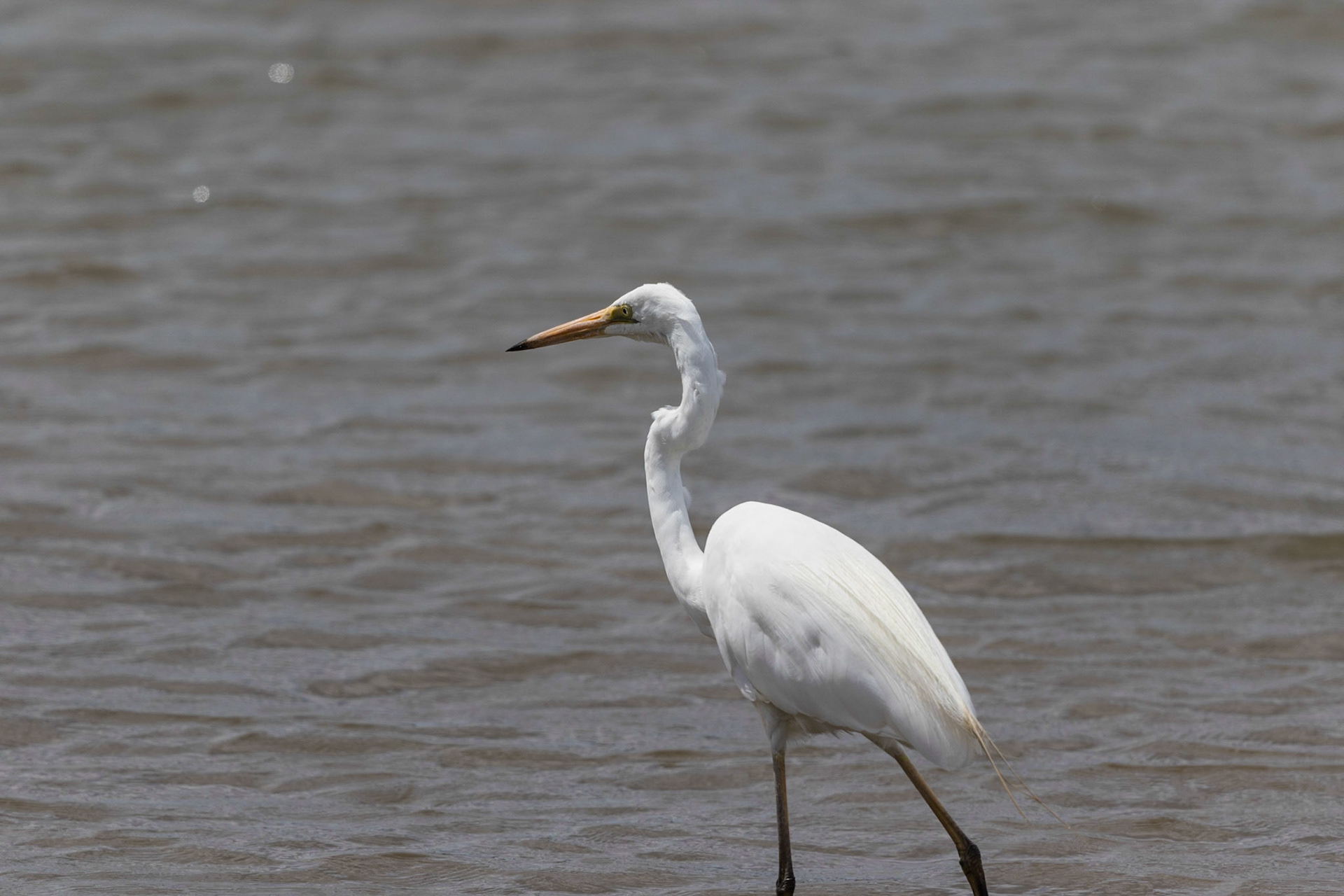 Great Egret