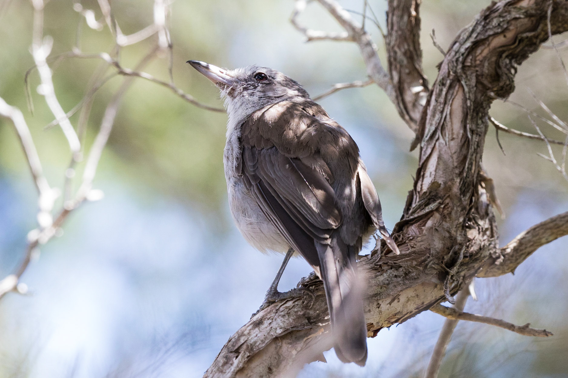 Grey Shrike-Thrush