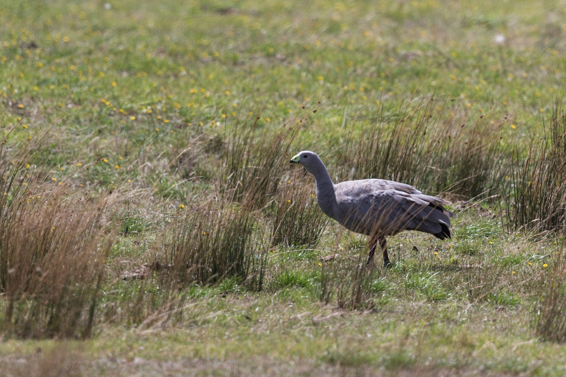 Cape Barren Goose