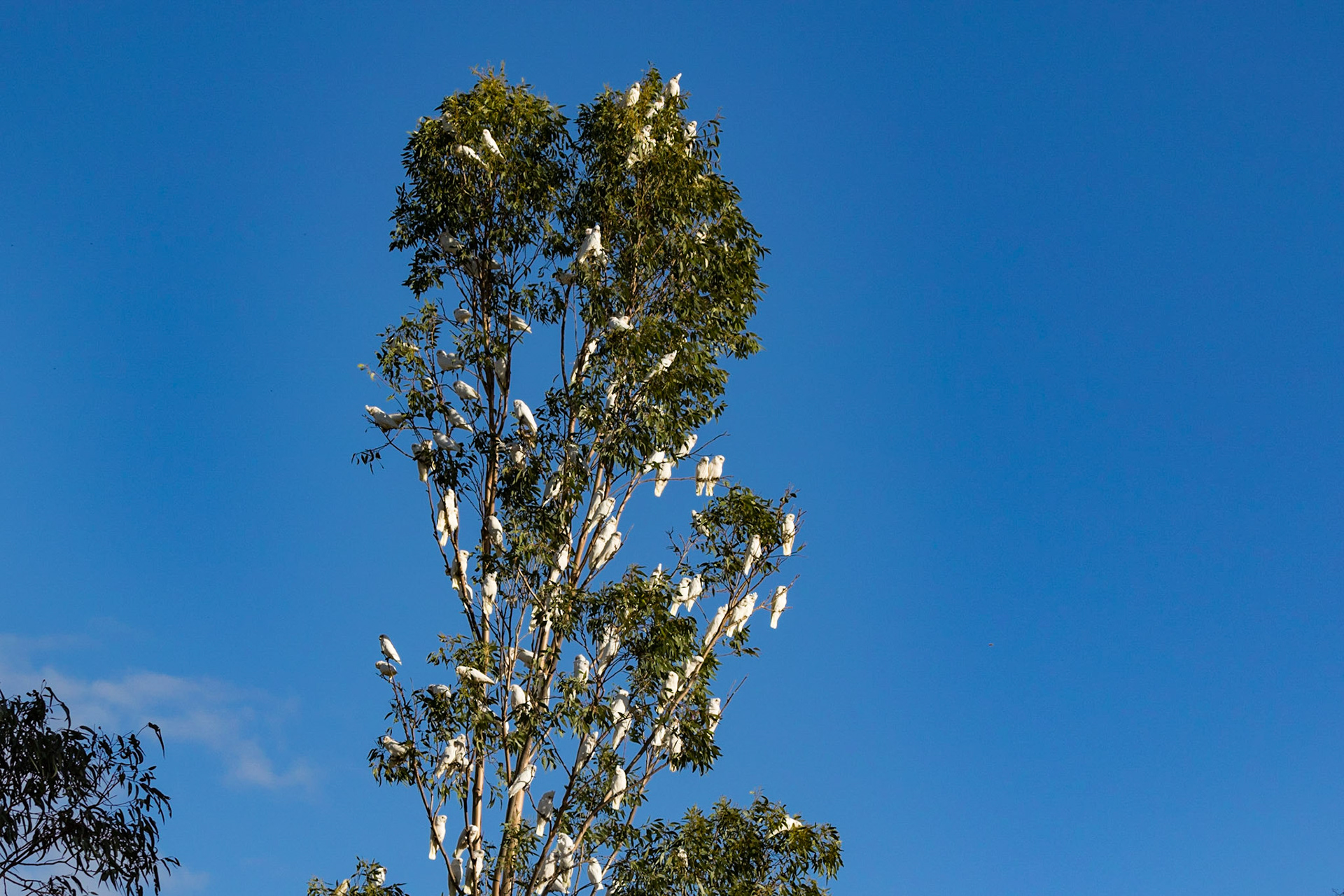 Little Corella