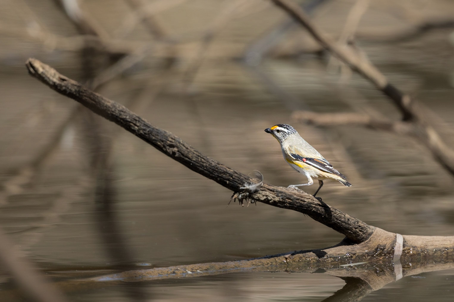 Striated Pardalote