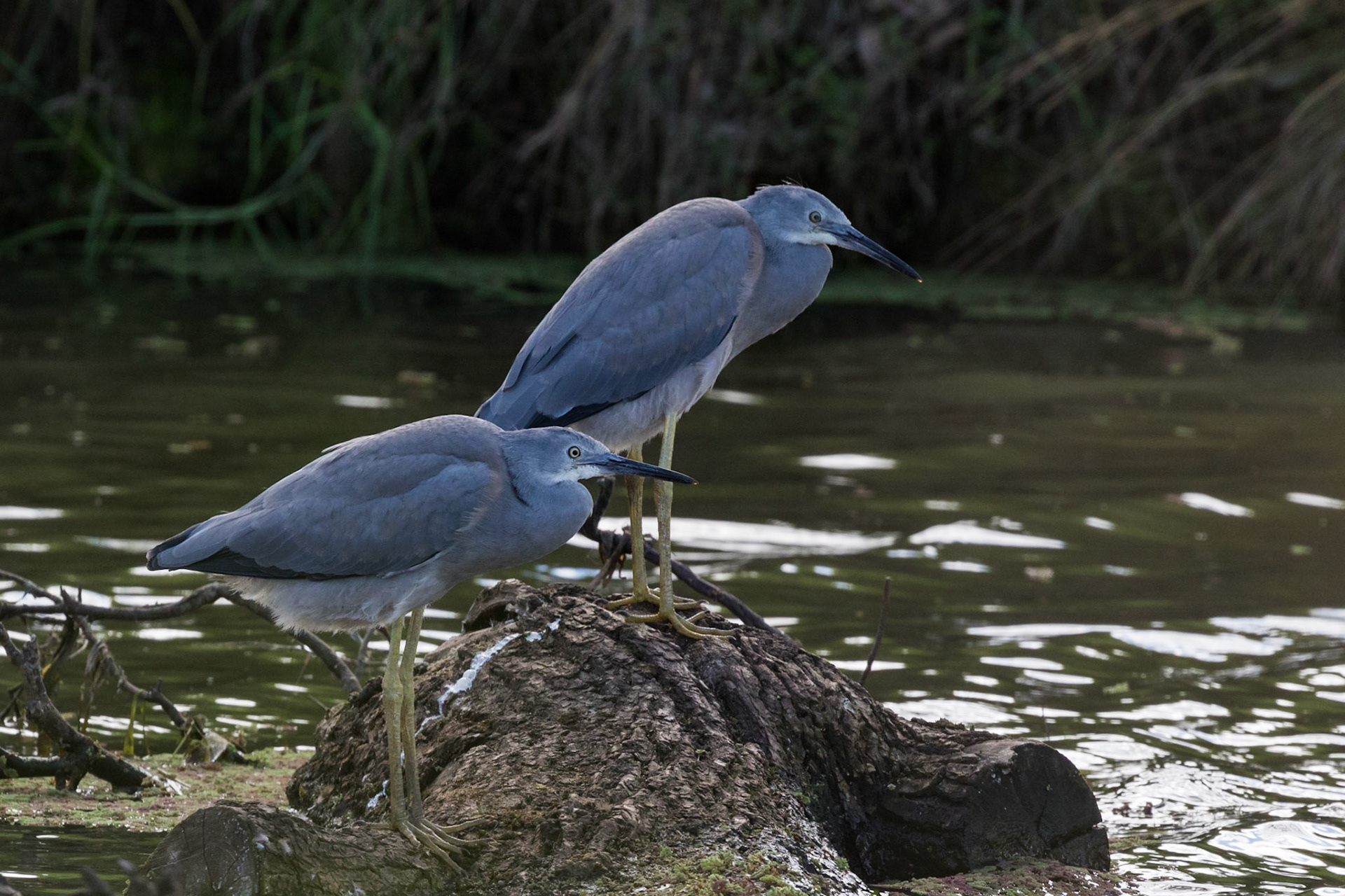 White-faced Heron