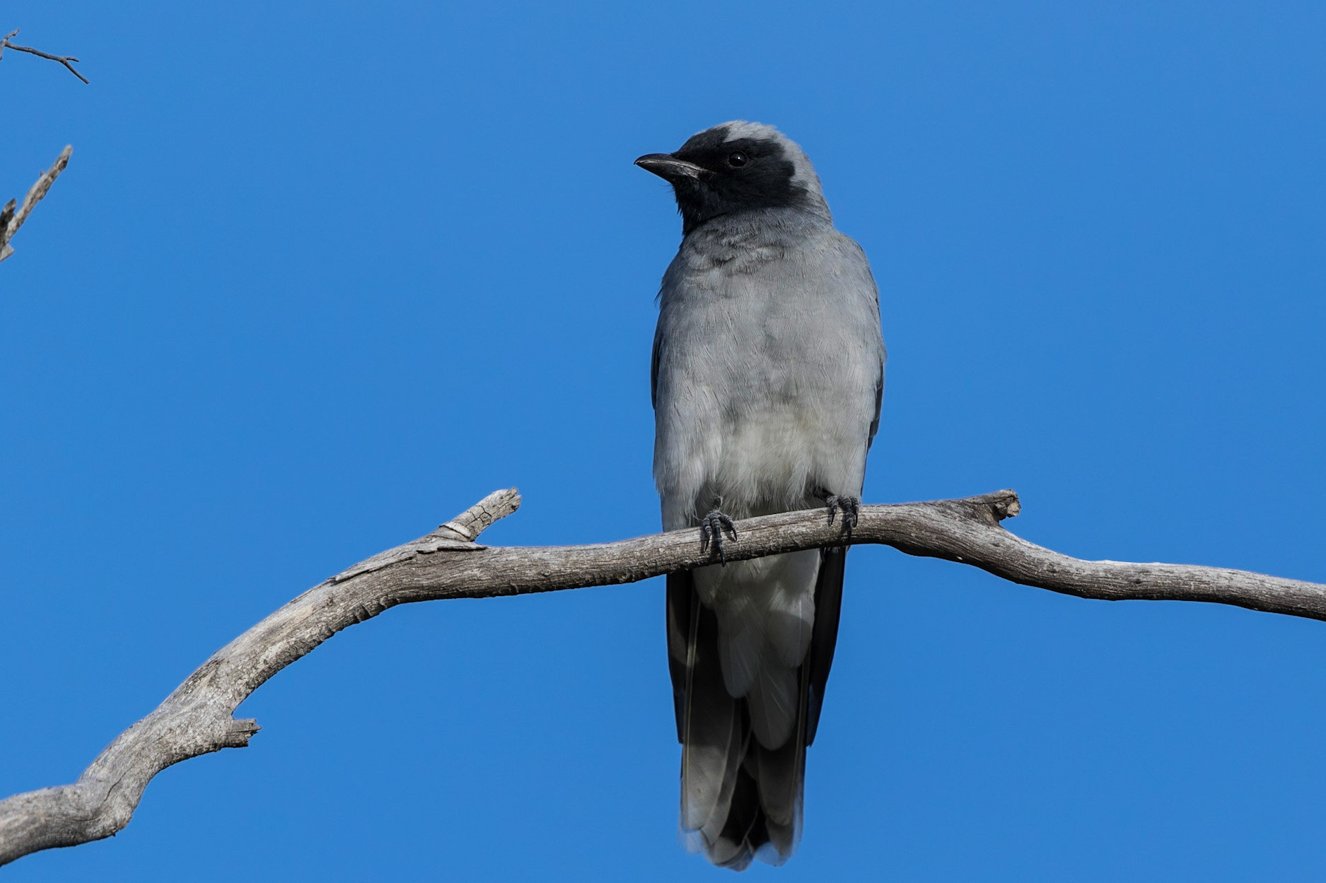 Black-Faced Cuckoo-Shrike