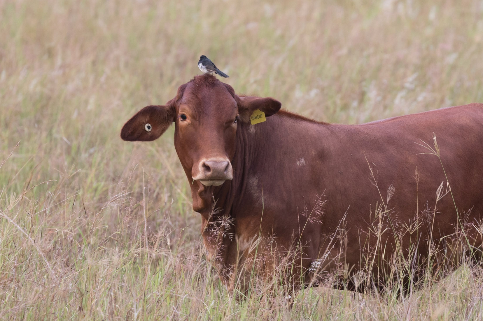 Cow