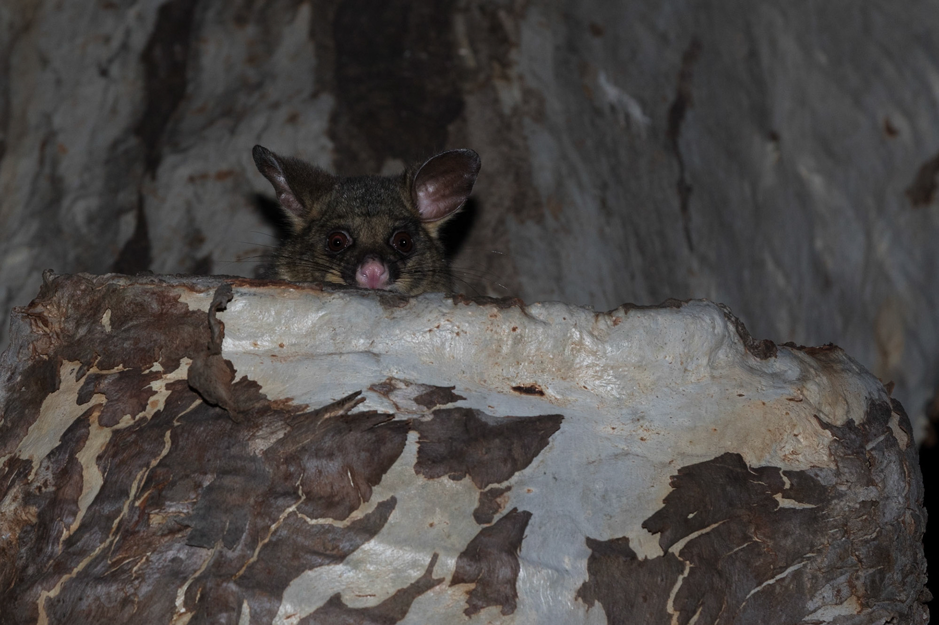 Possum