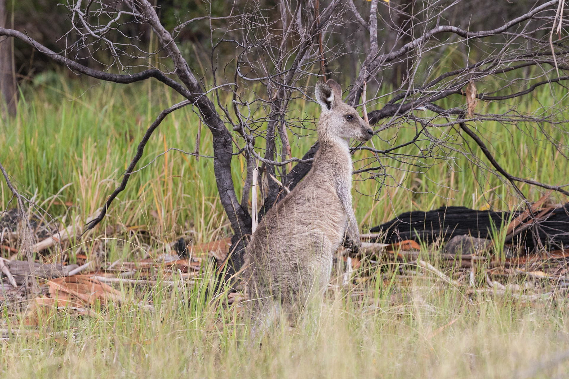Wallaby