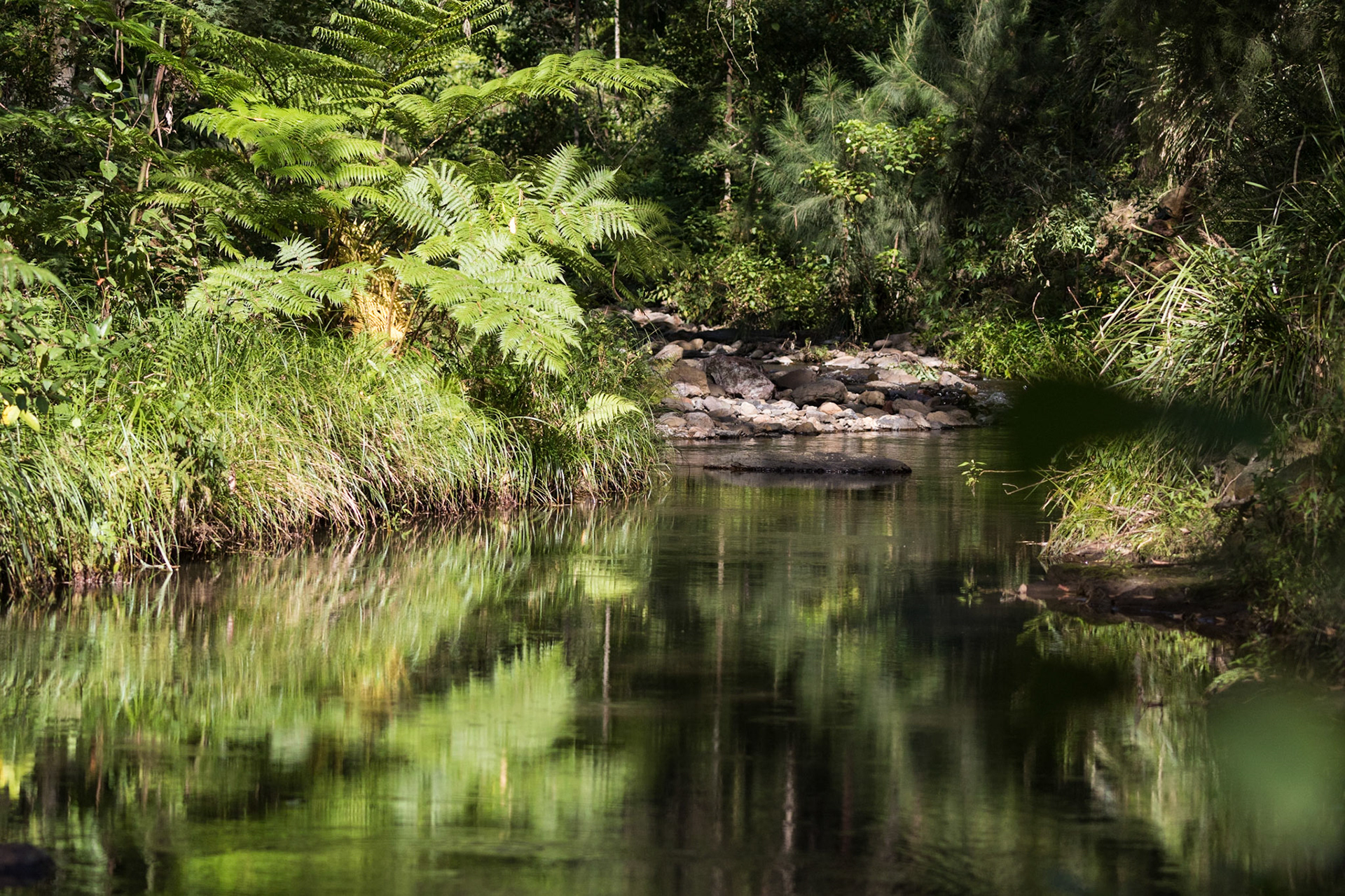 Dalrymple Creek, Main Range National Park, Goomburra