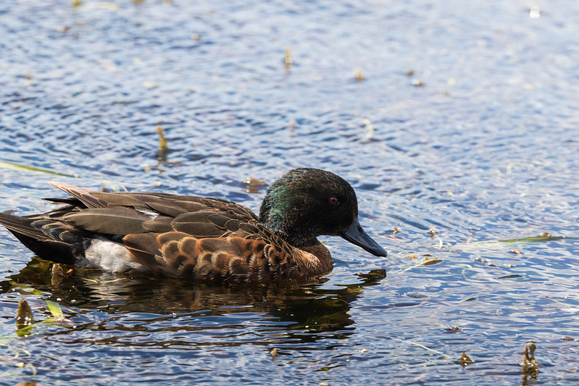 Chestnut Teal