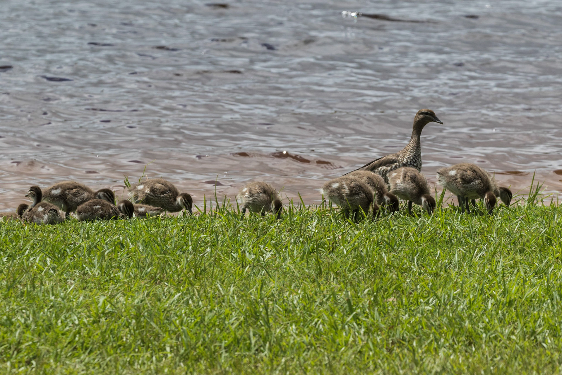 Australian Wood Duck