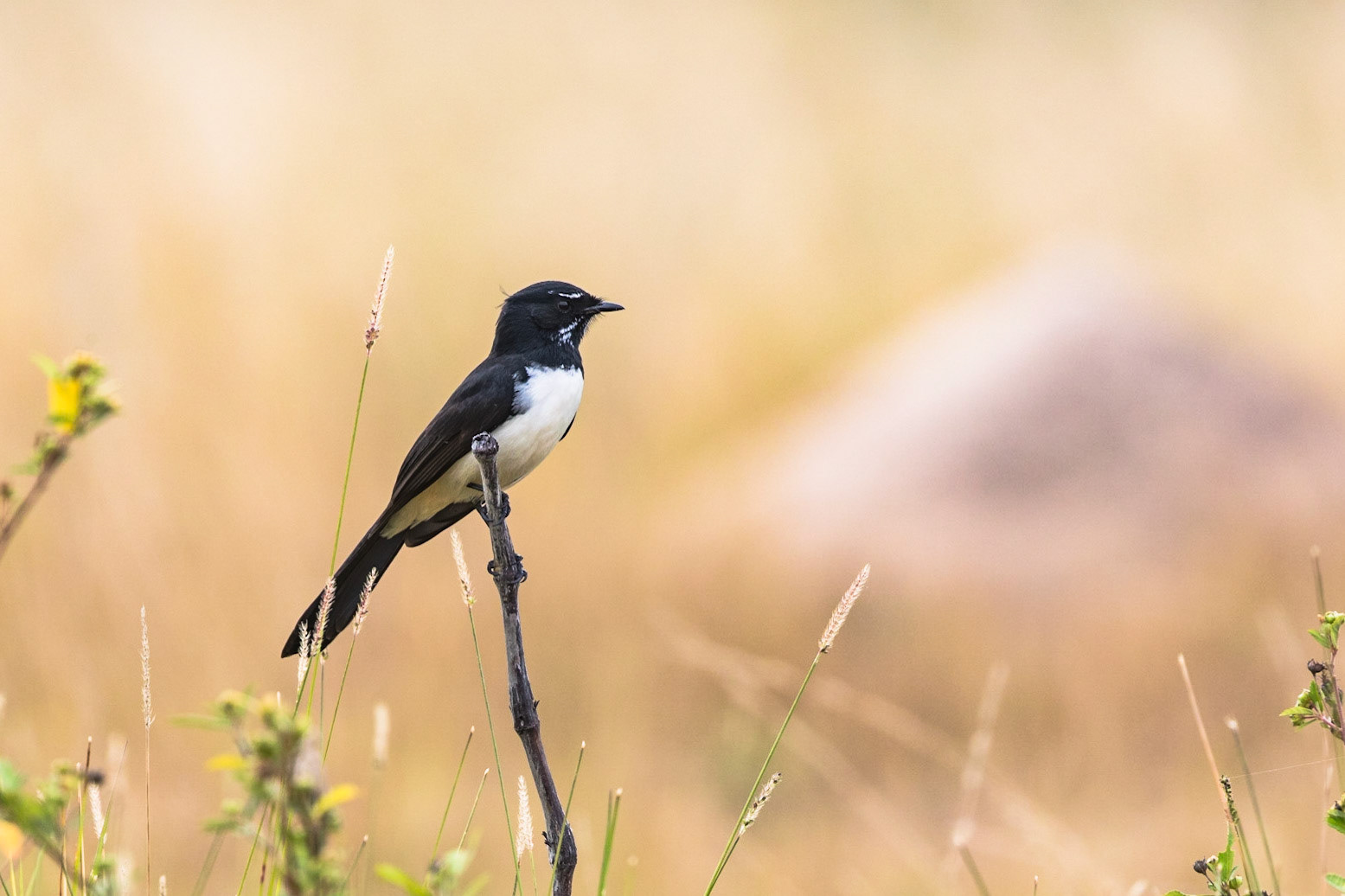 Willie Wagtail