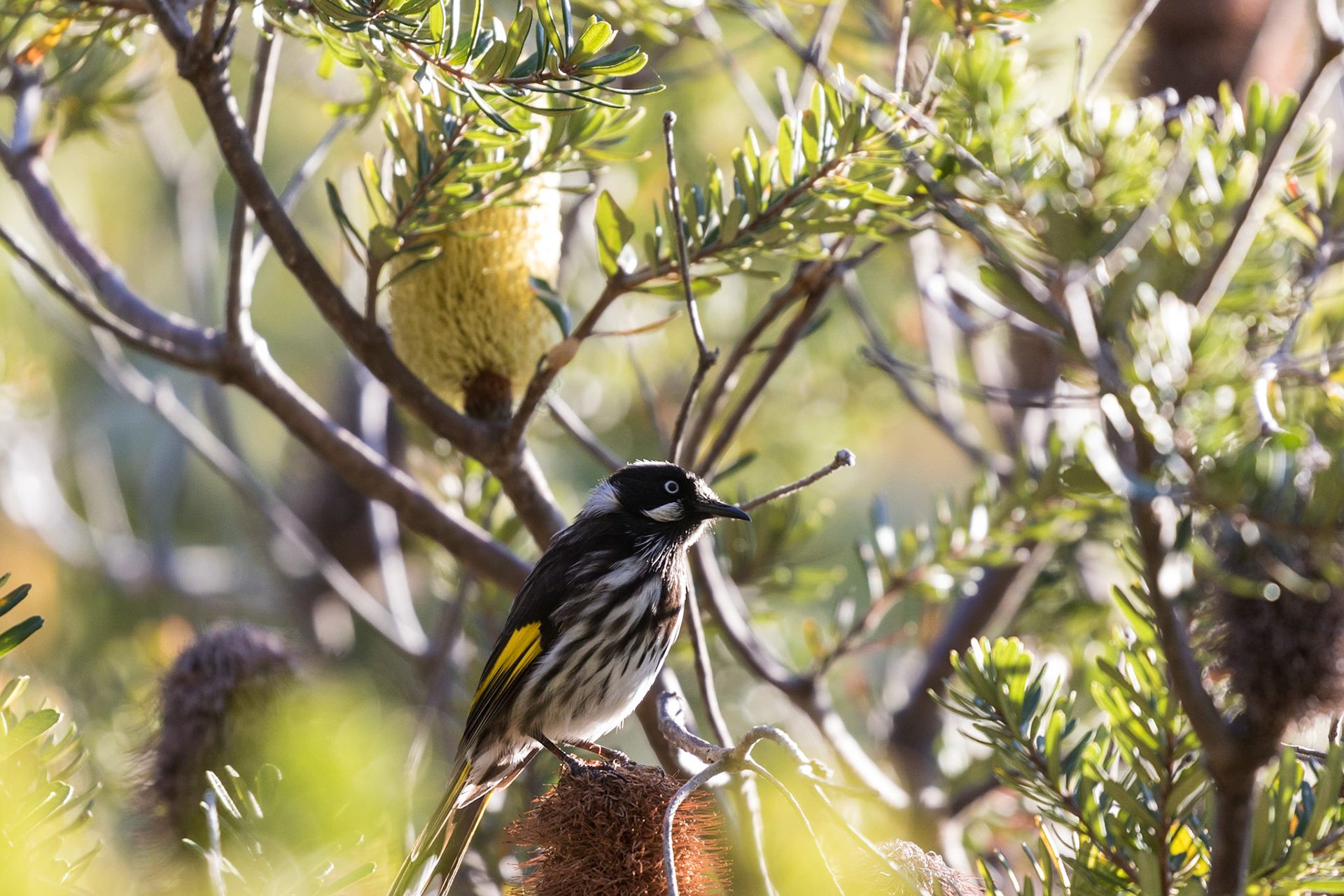 New Holland Honeyeater