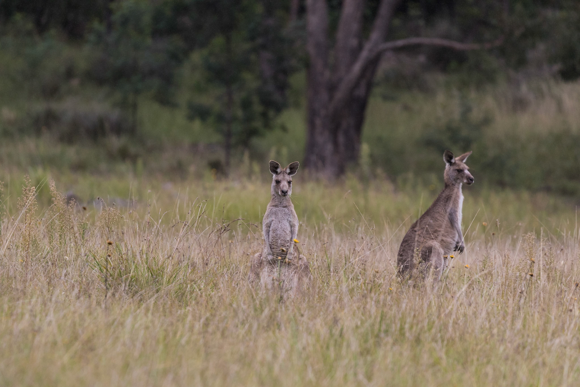 Kangaroos