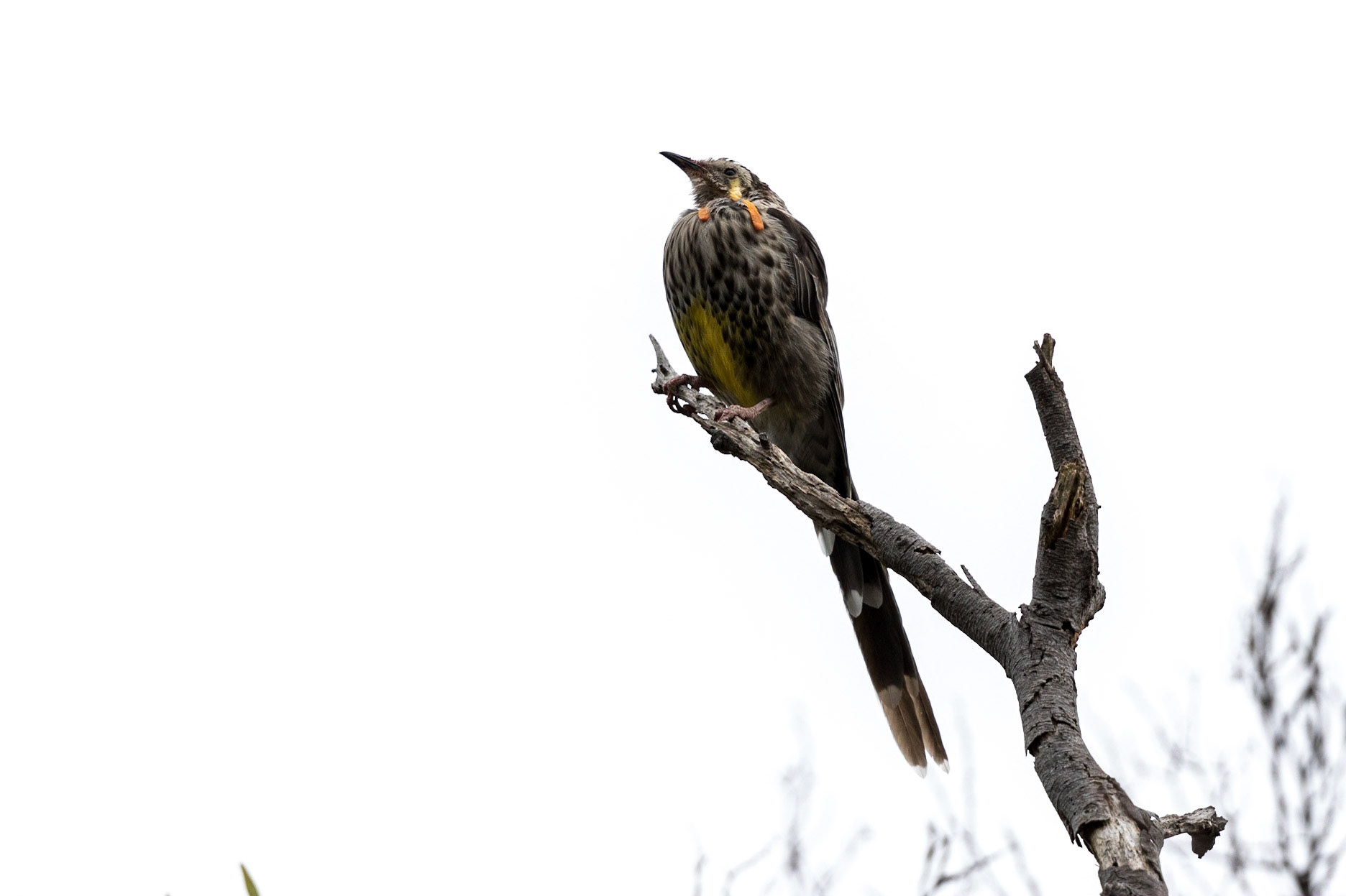 Yellow Wattlebird
