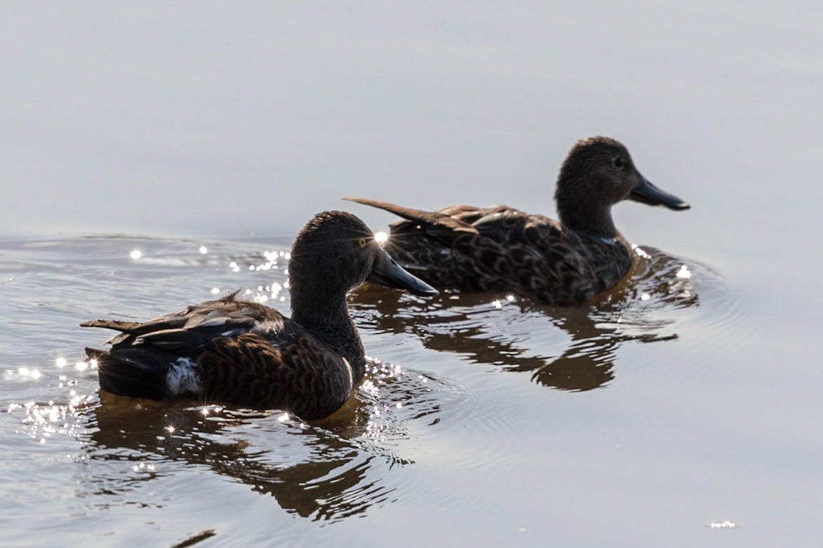 Australian Shoveler