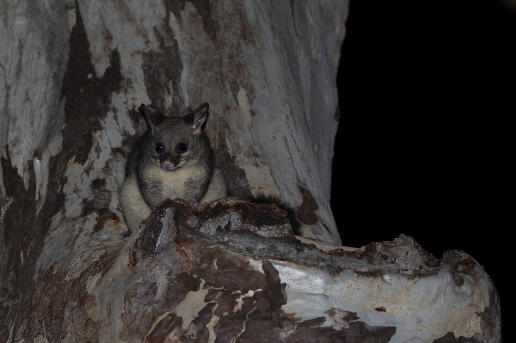 Possum