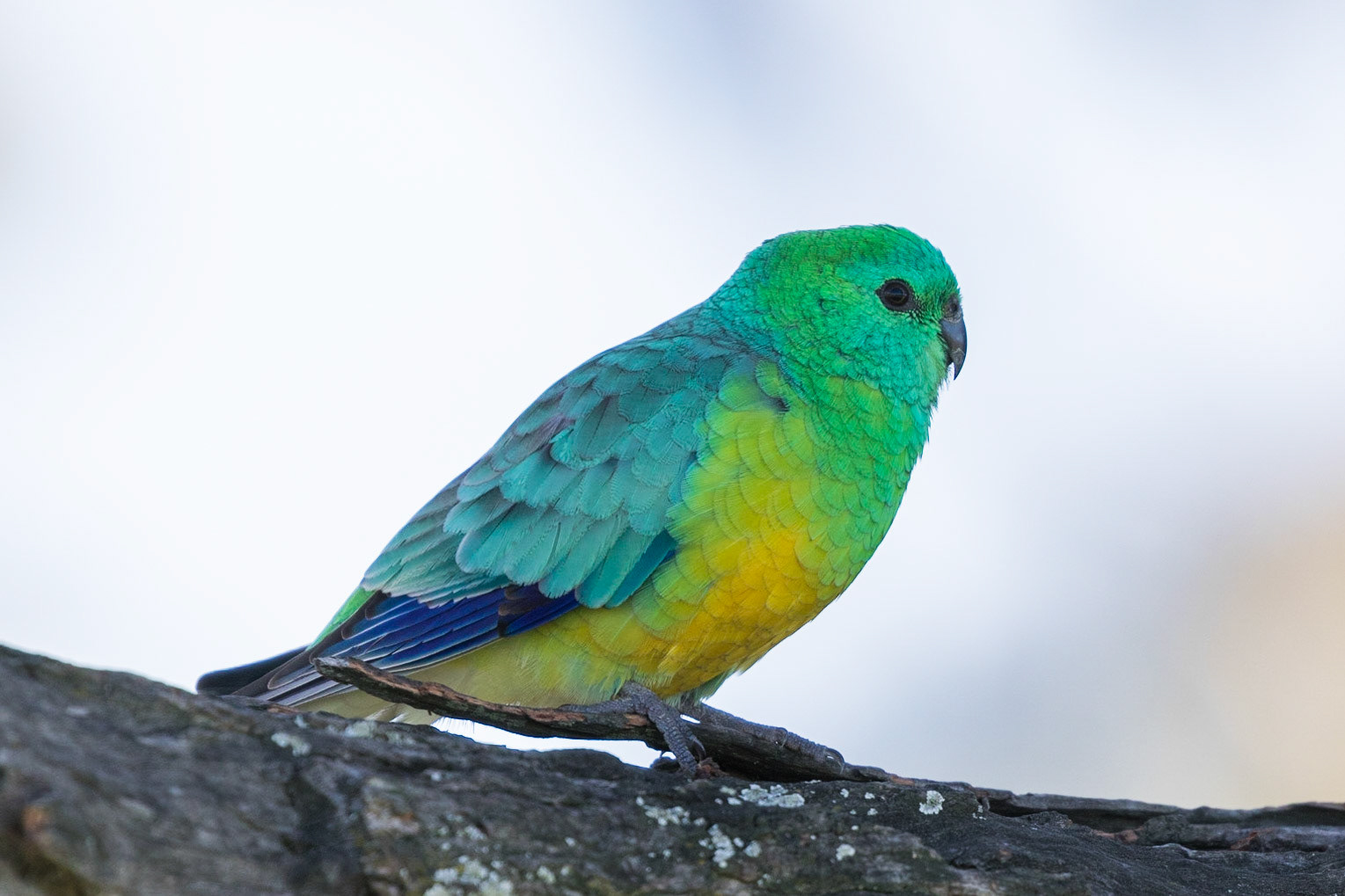 Red-rumped Parrot
