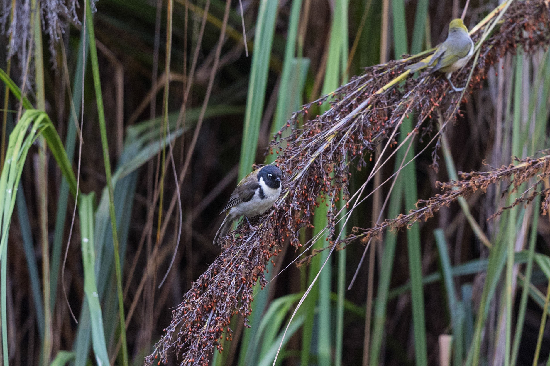 Black-Headed Honeyeater