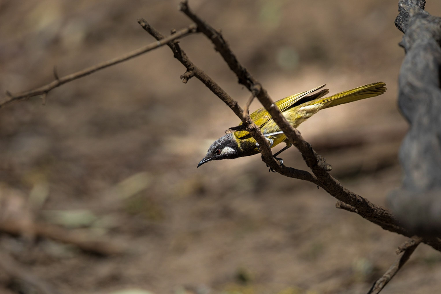 White-eared Honeyeater