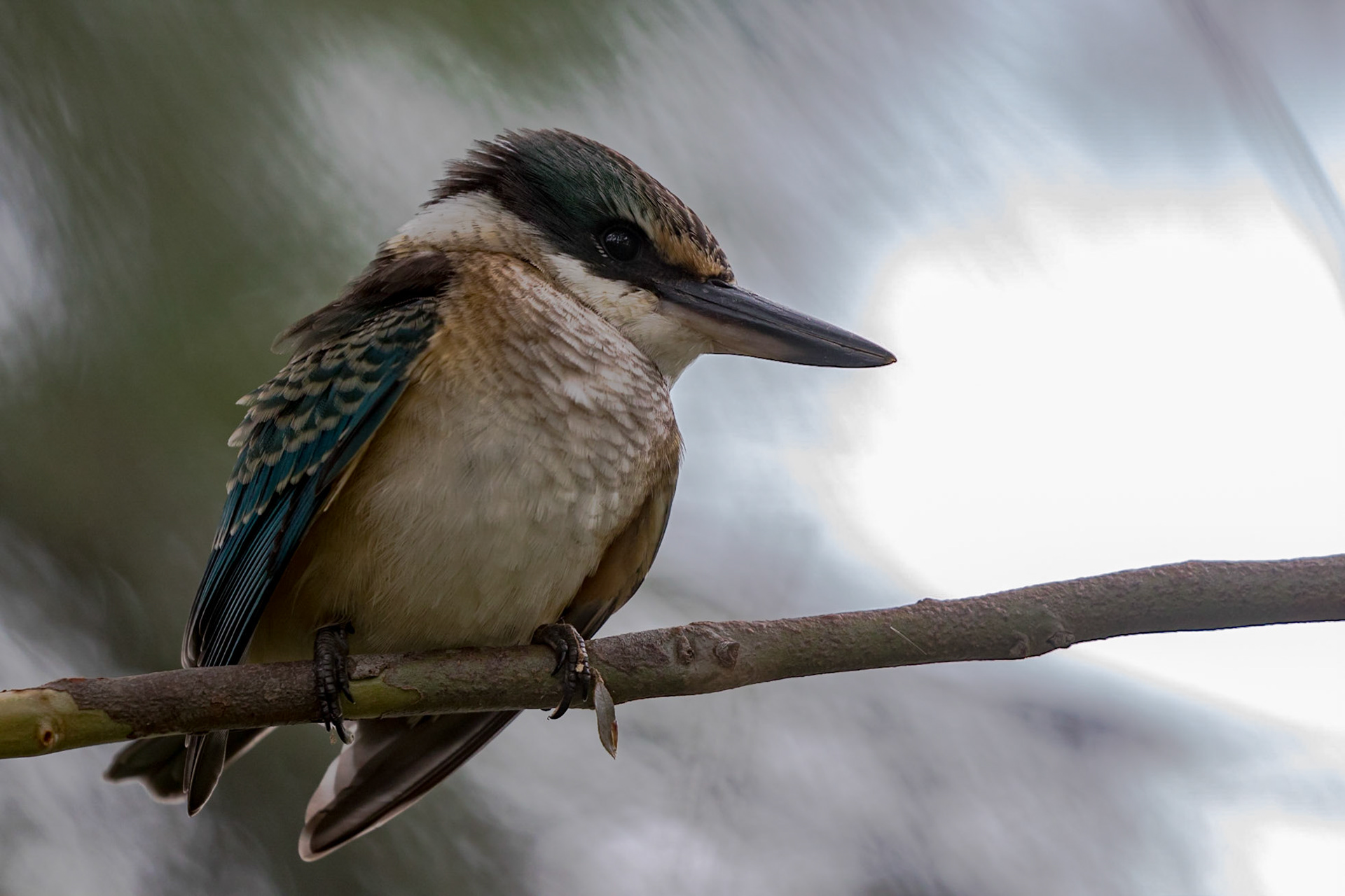 Sacred Kingfisher