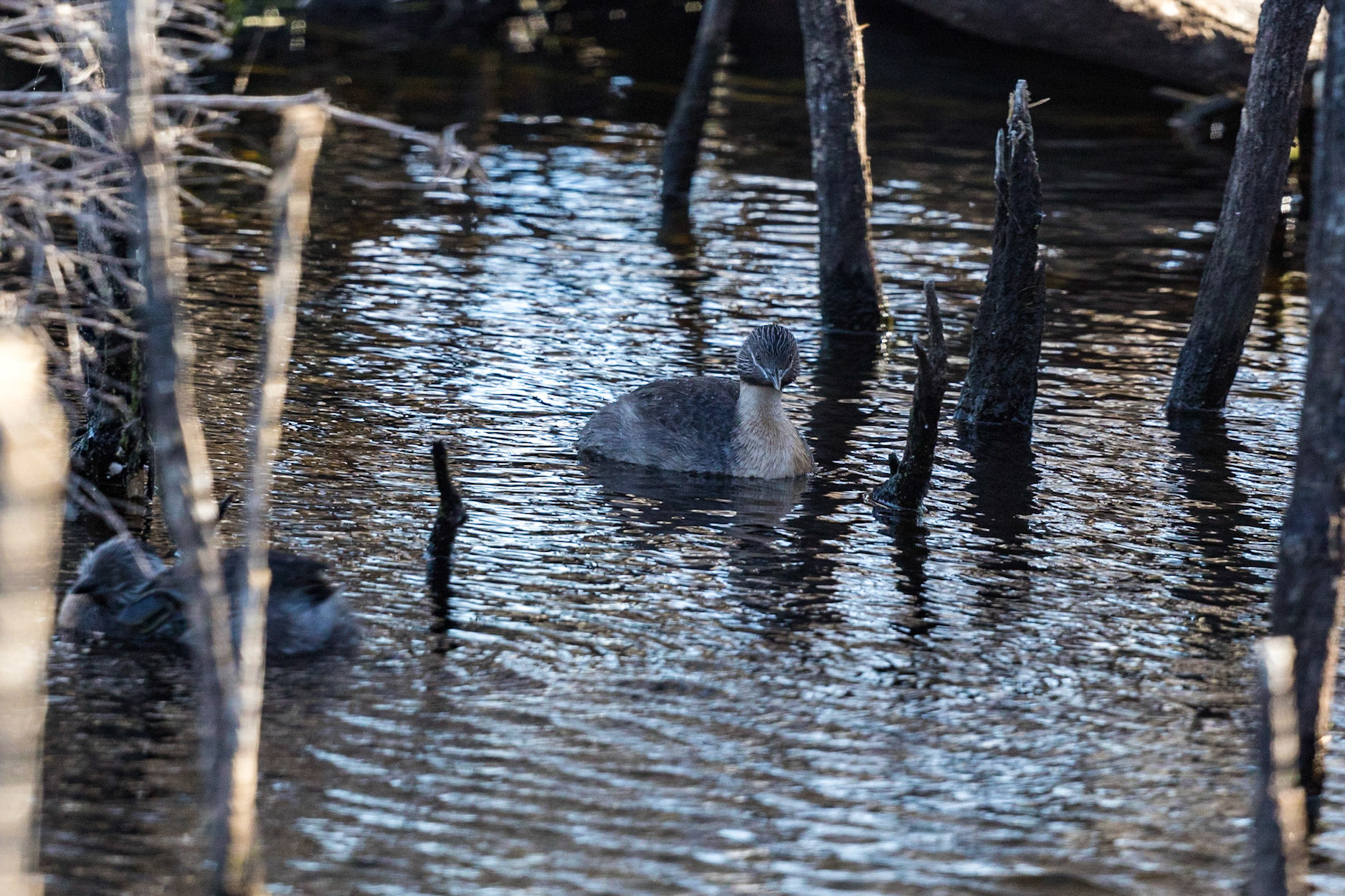 Hoary-Headed Grebe