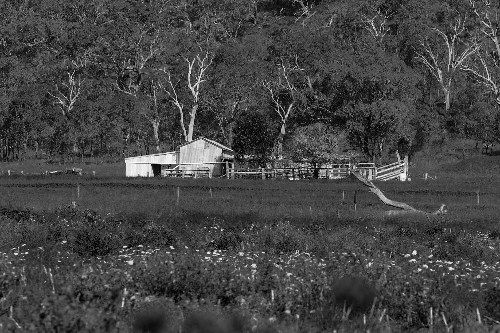 Cattle yards, Allora