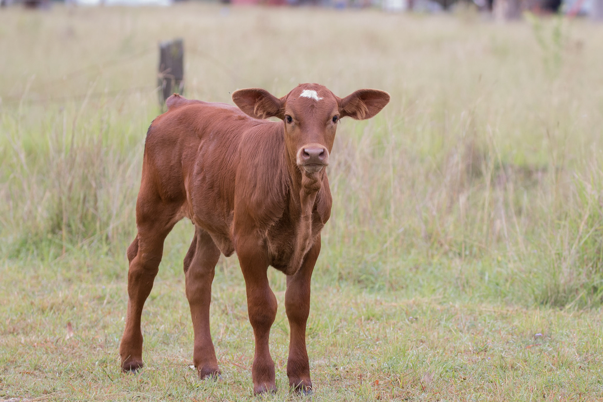 Calf