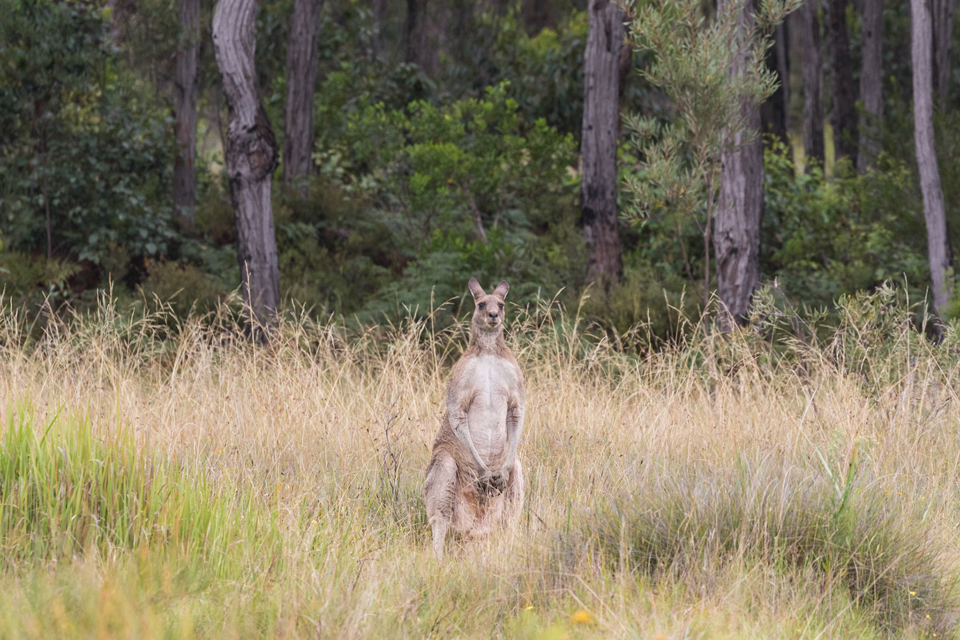 Kangaroo