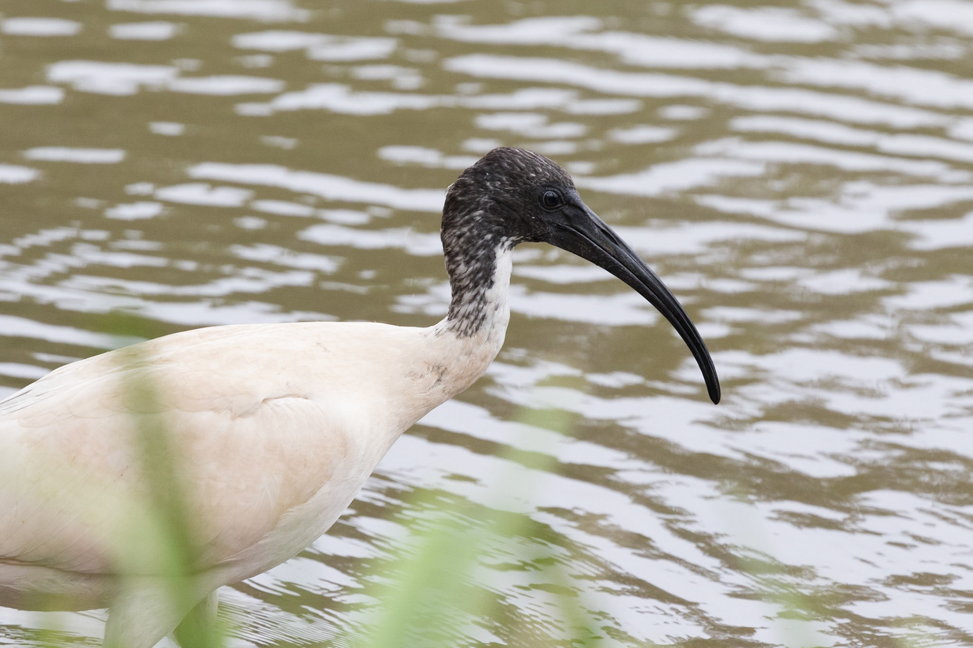 Australian White Ibis