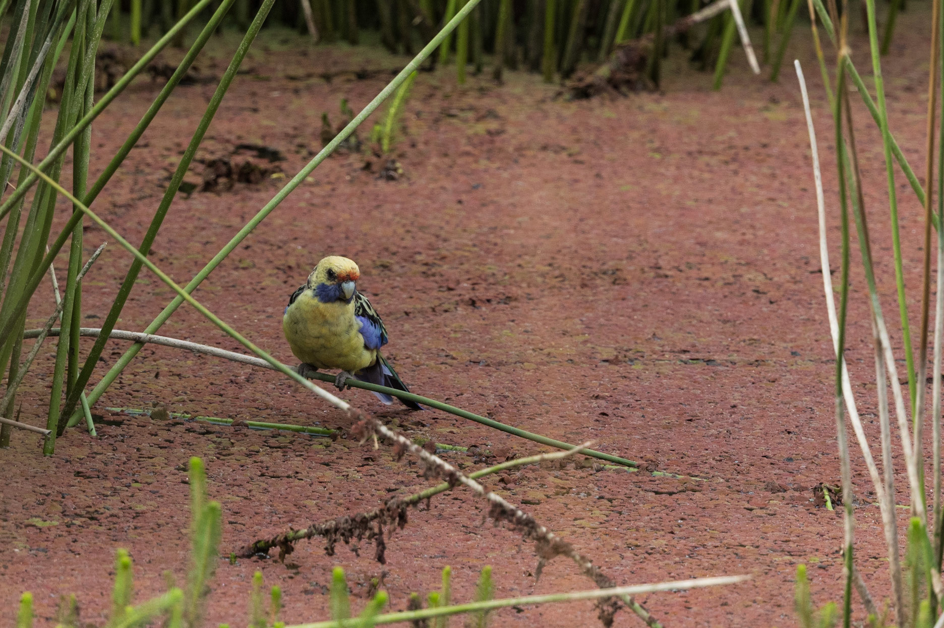Yellow Rosella