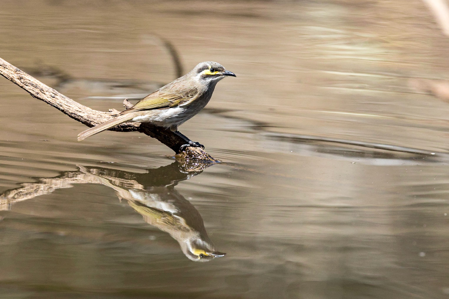 Yellow-faced Honeyeater