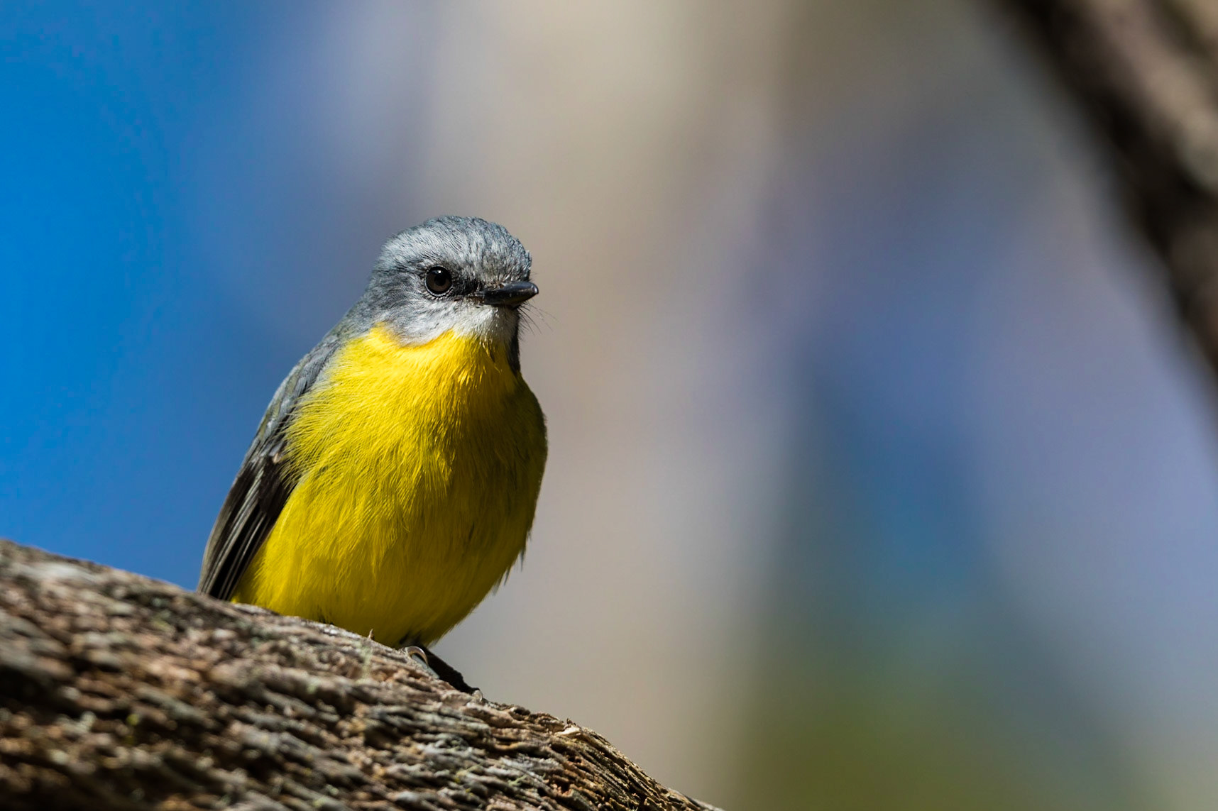 Eastern Yellow Robin