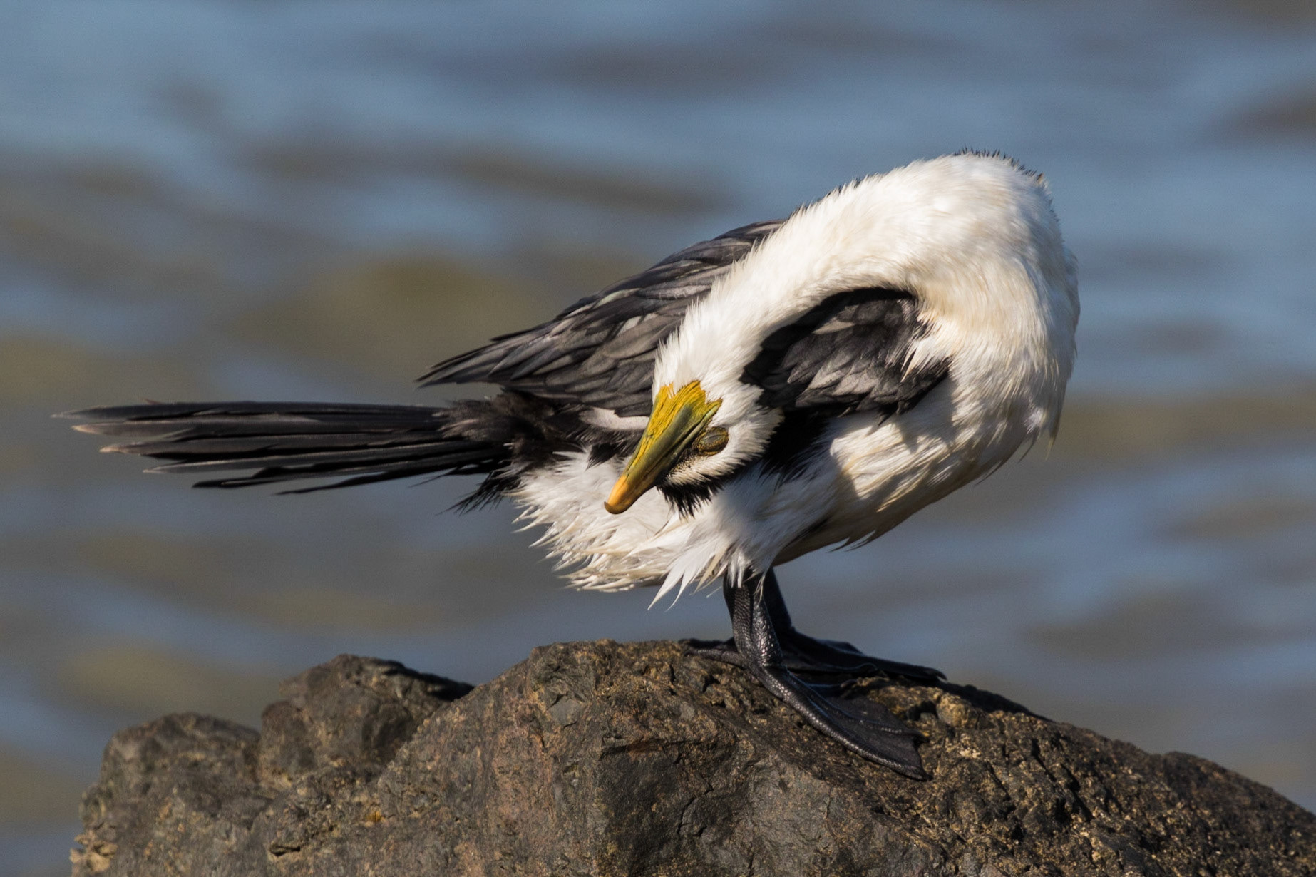 Little Pied Cormorant