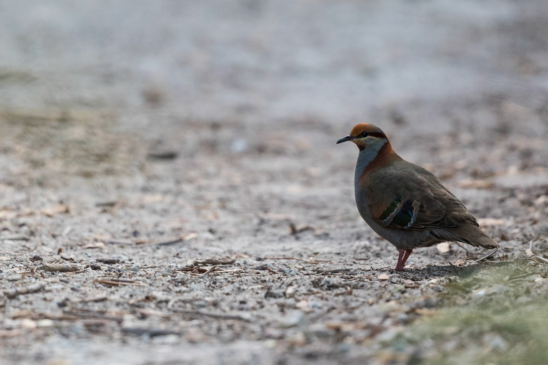 Brush Bronzewing