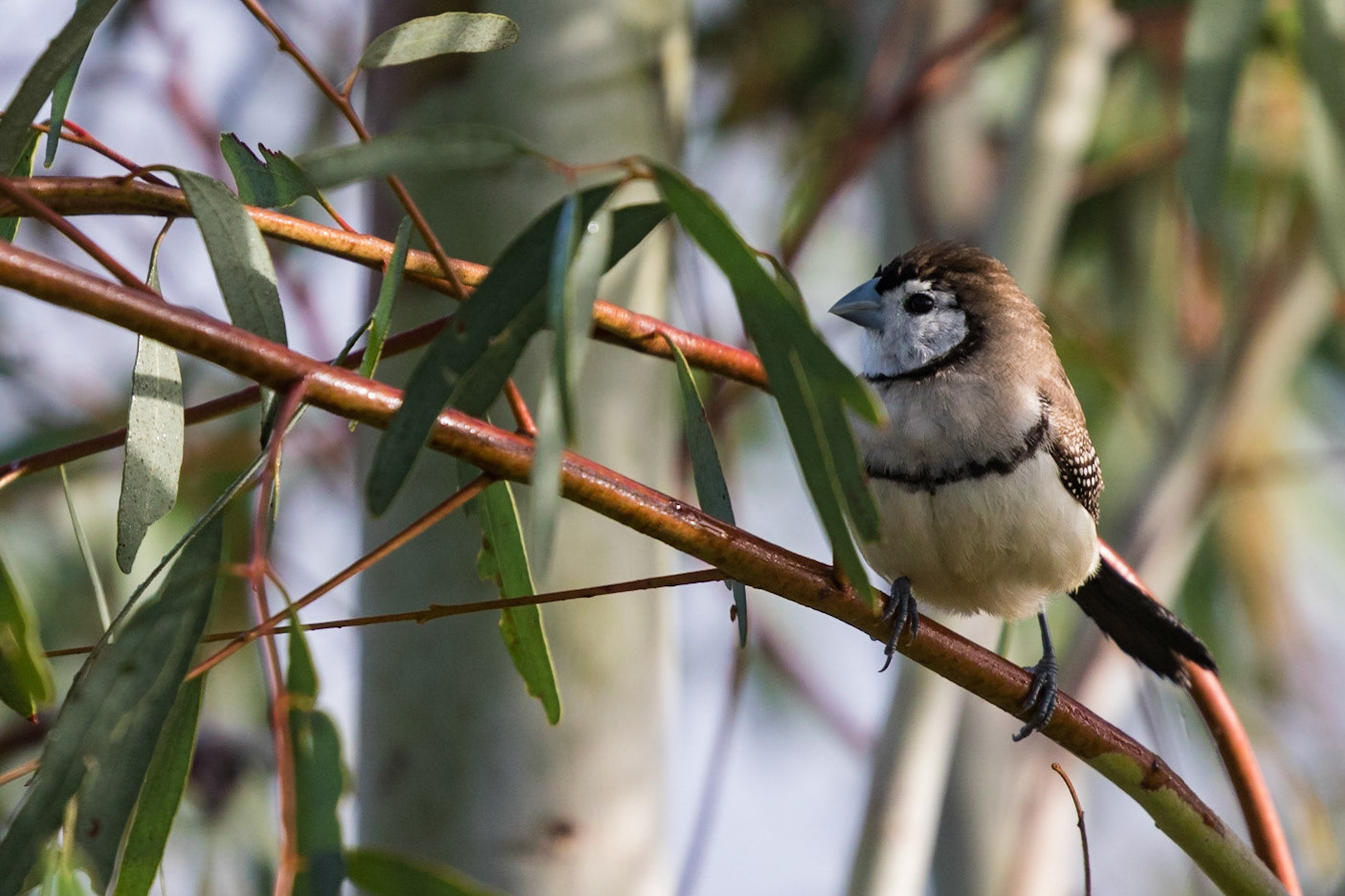Double-barred Finch