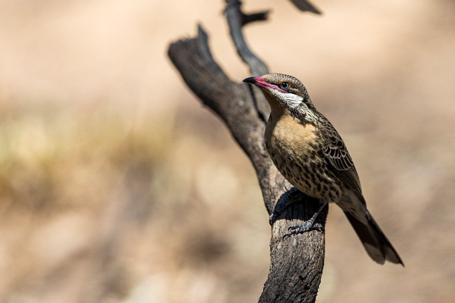 Spiny-cheeked Honeyeater