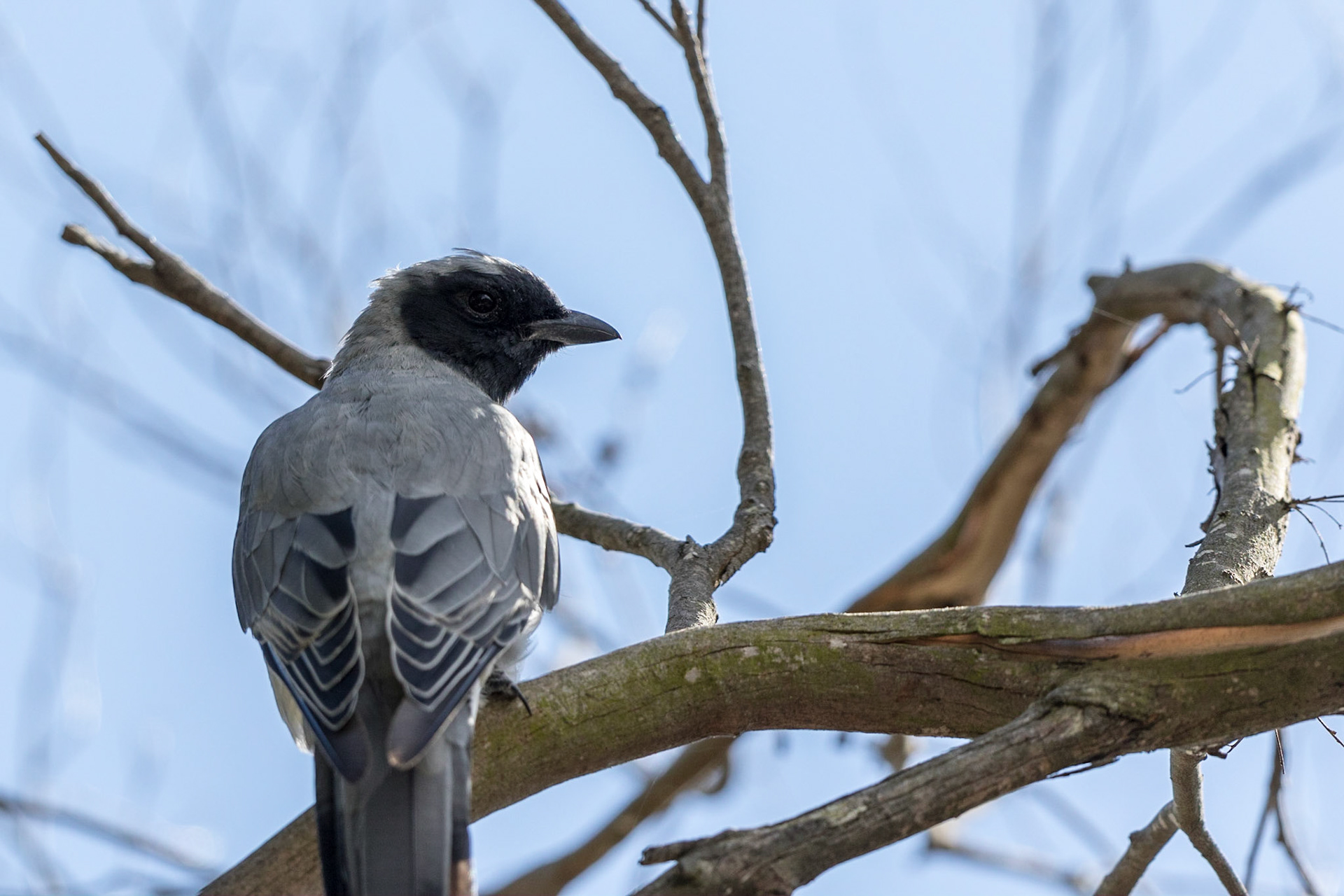Black-Faced Cuckoo-Shrike