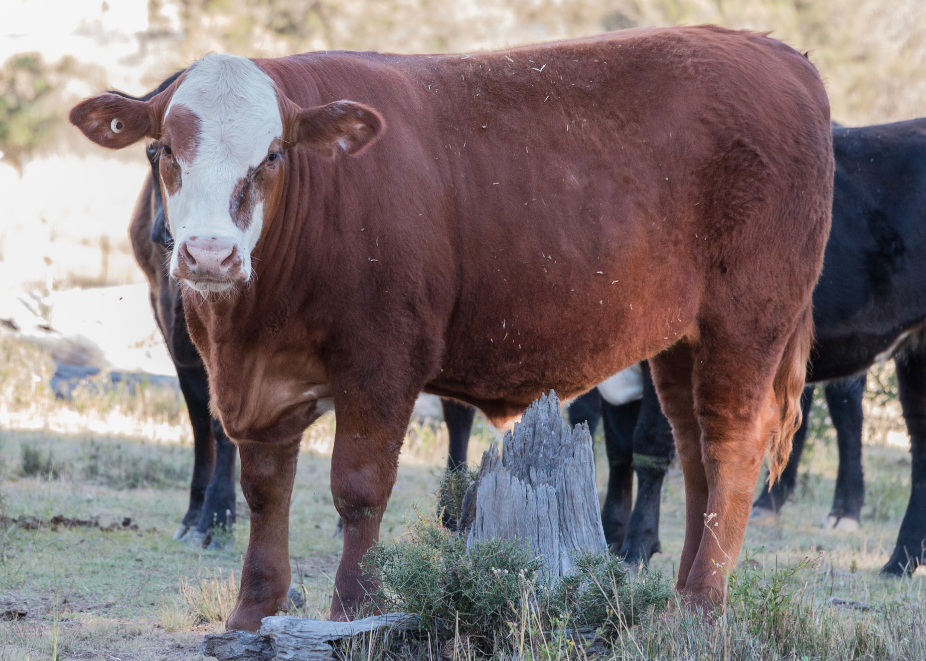 Cattle