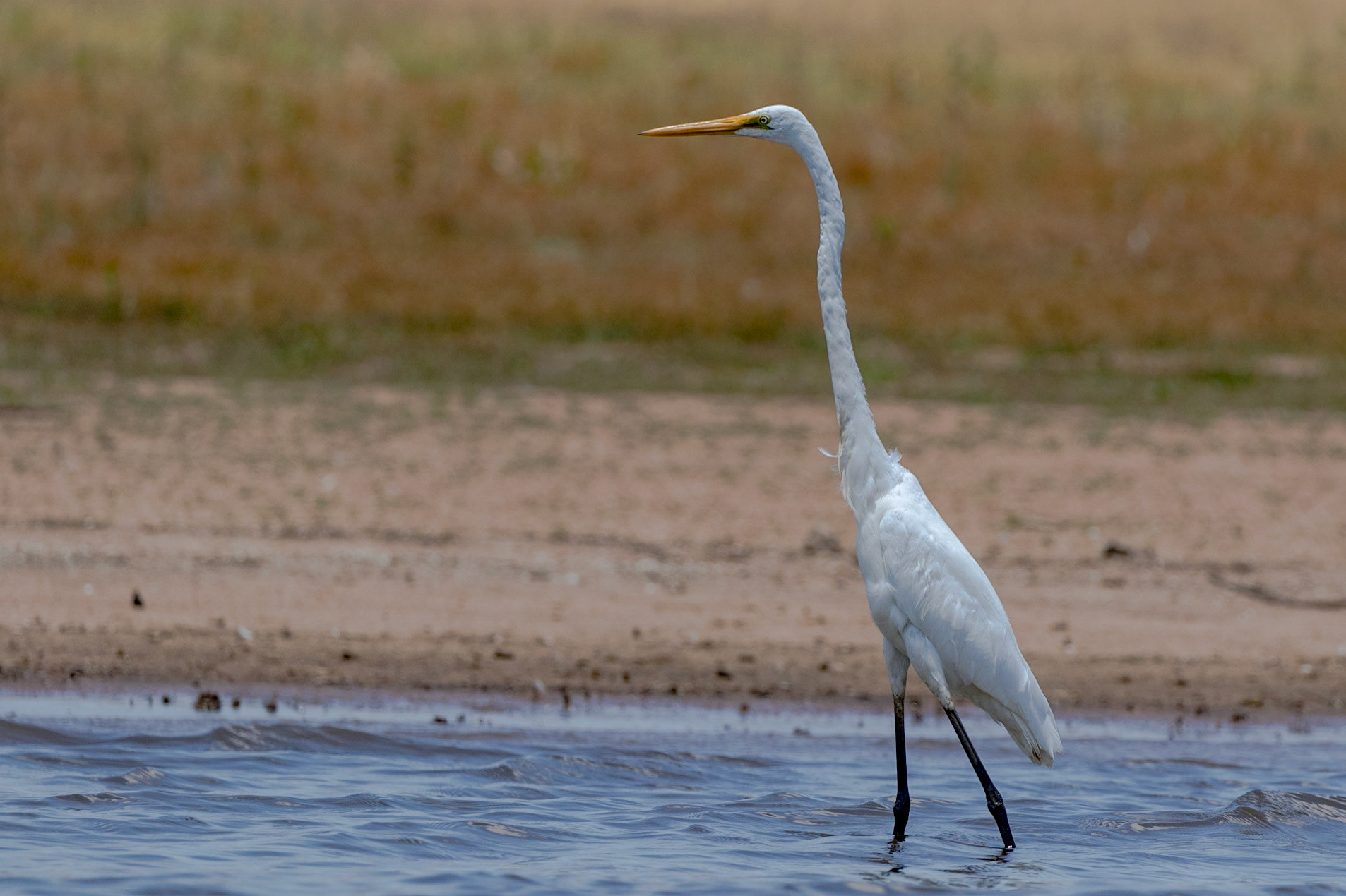 Great Egret