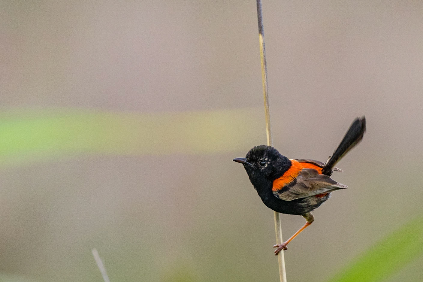Red-backed Fairy-wren